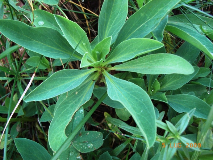 matese8 - Linum capitatum
